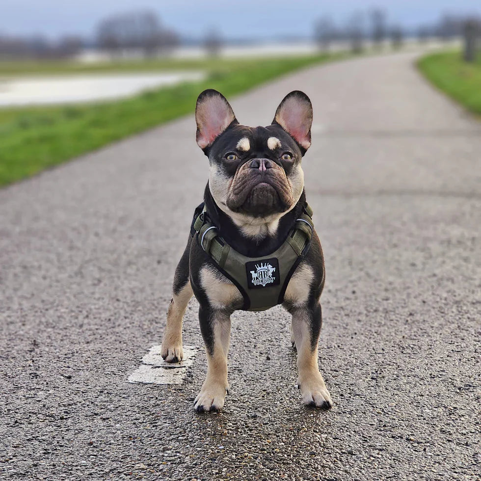 Active-X Dog Harness Green