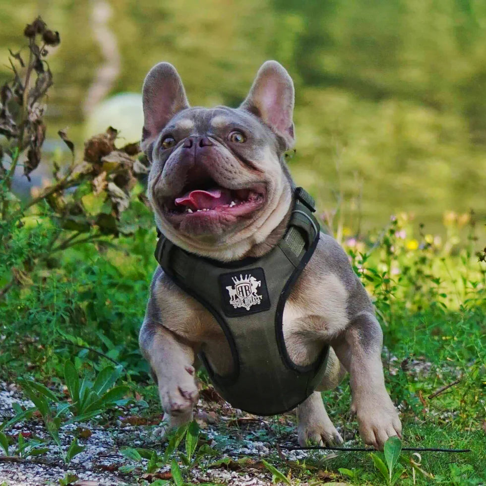 Active-X Dog Harness Green