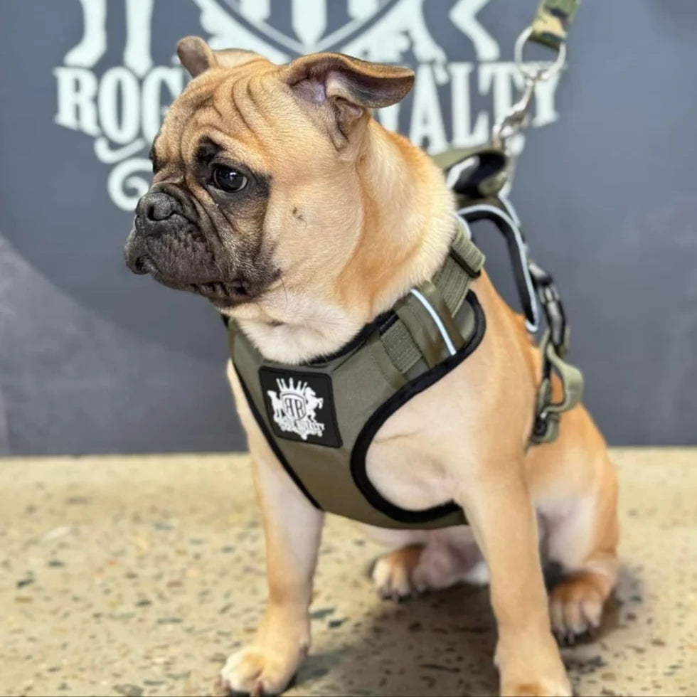 Active-X Dog Harness Green