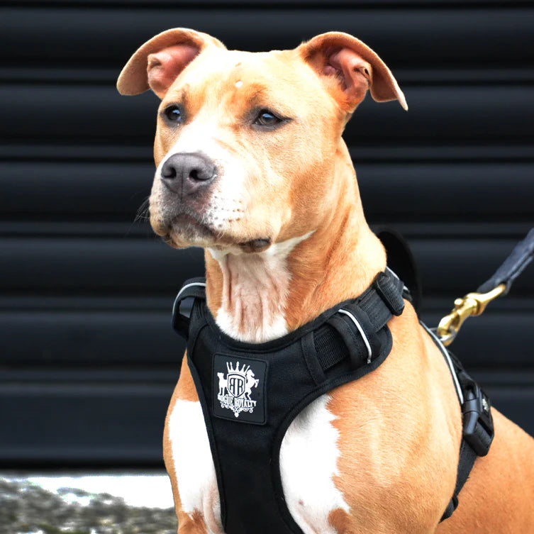 Active-X Dog Harness Black