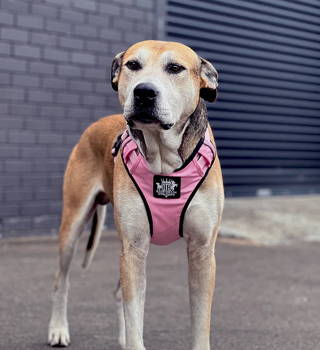 Active-X Dog Harness Pink