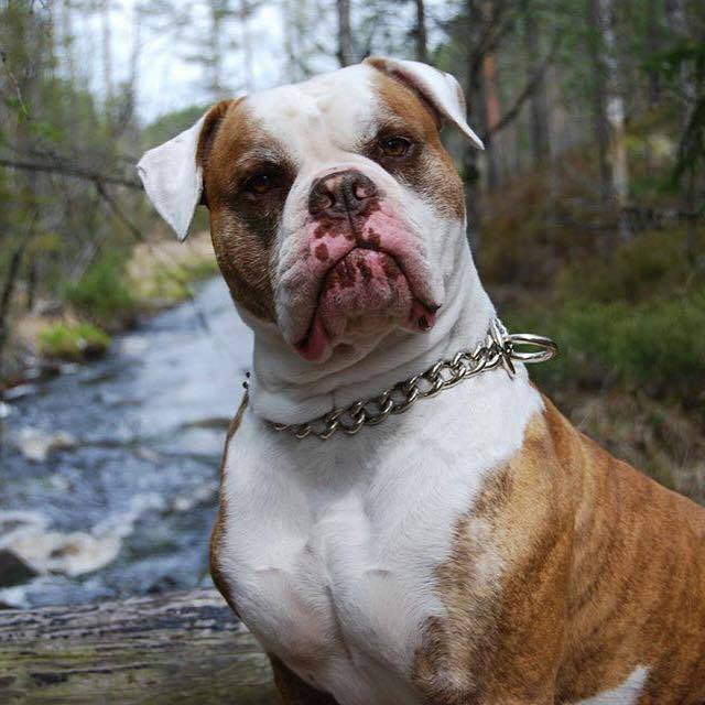 Dog Collar - Titan Ultra Heavy Chain