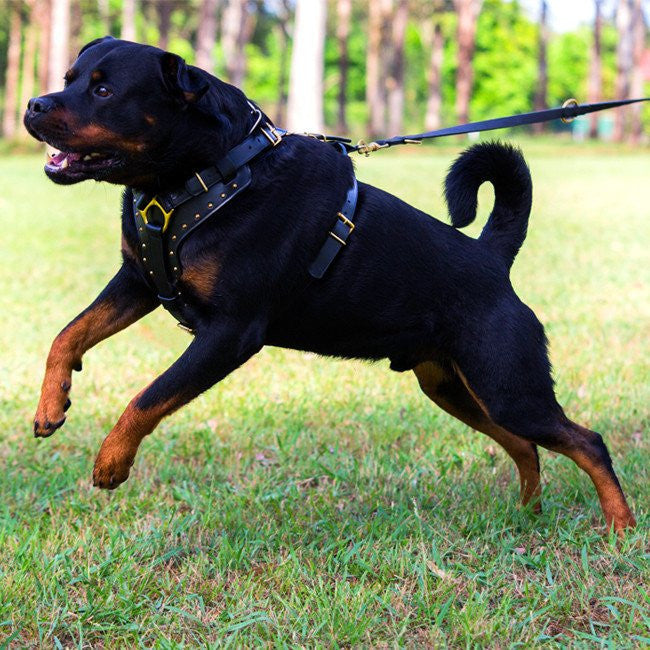 Dog Harness - Leather "Attila" Black/Brass