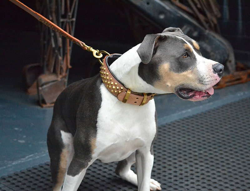 Dog Collar - Tan Leather & Brass "Ruthless"