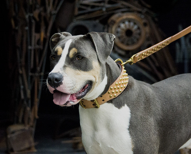 Dog Collar - Tan Leather & Brass "Ruthless"