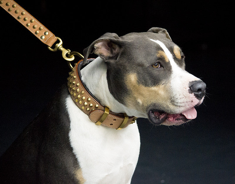 Dog Collar - Tan Leather & Brass "Ruthless"