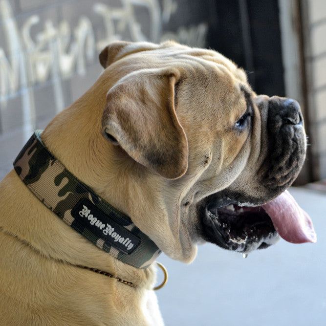 Strong heavy duty Militia Camougflage dog collars