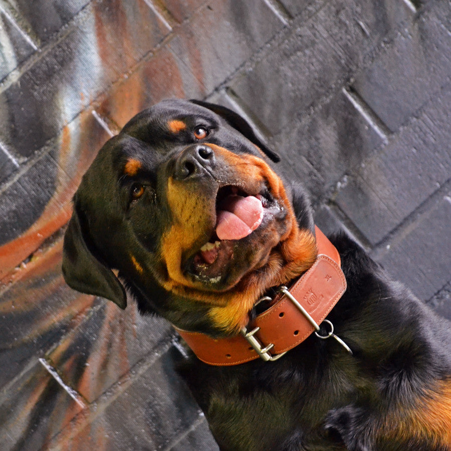 Strong brown Classic Collar on Rottweiler
