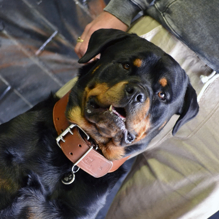 Strong brown Classic Collar on Rottweiler