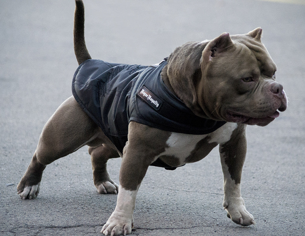 Rogue Active Dog Jacket - Black