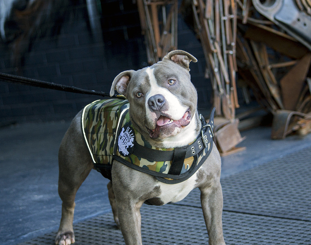 Rogue Royalty Canine Weight Vest - Camo