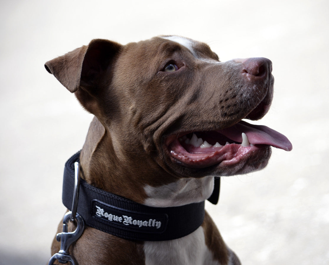 Strong heavy duty dog collar