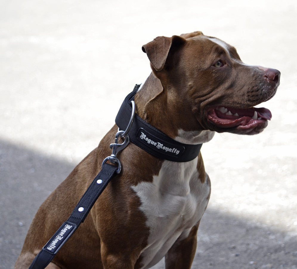 Strong heavy duty dog collar