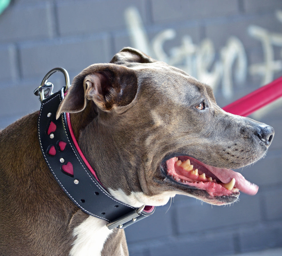 Leather Dog Collar - Queen of Hearts