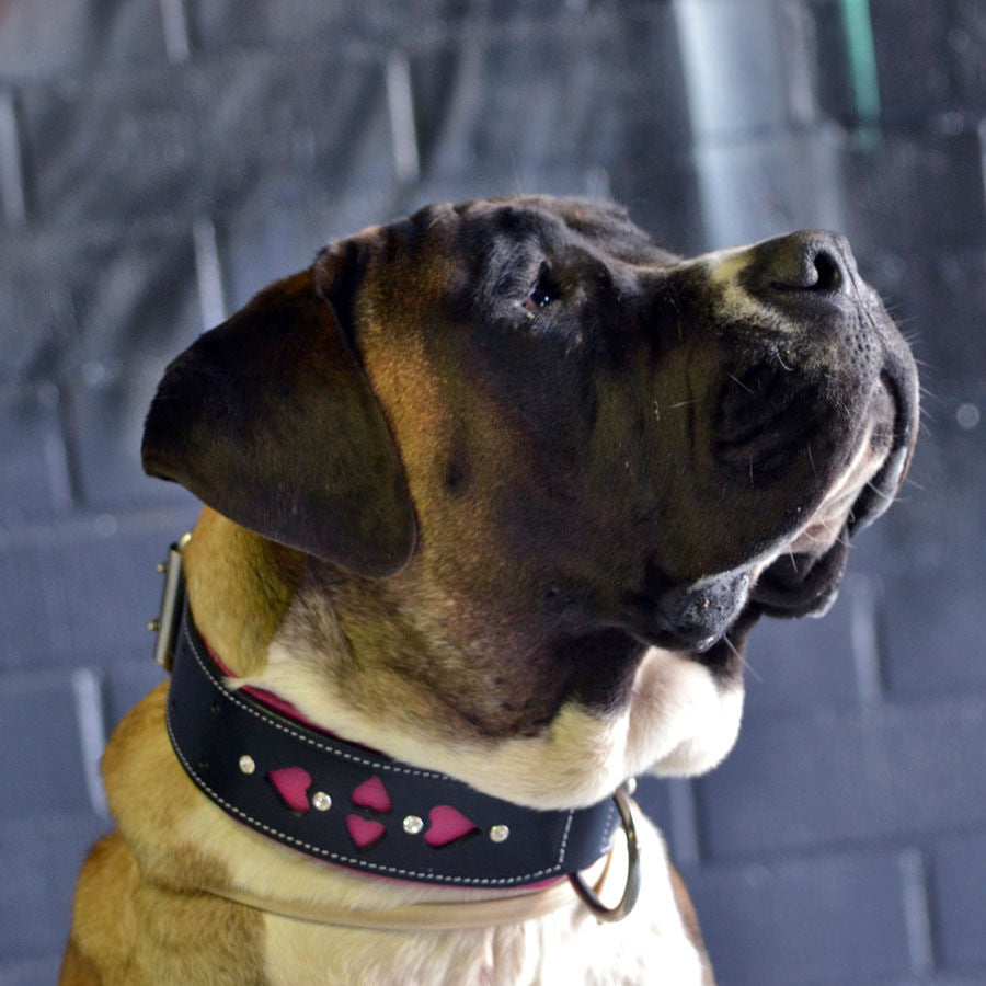 Leather Dog Collar - Queen of Hearts
