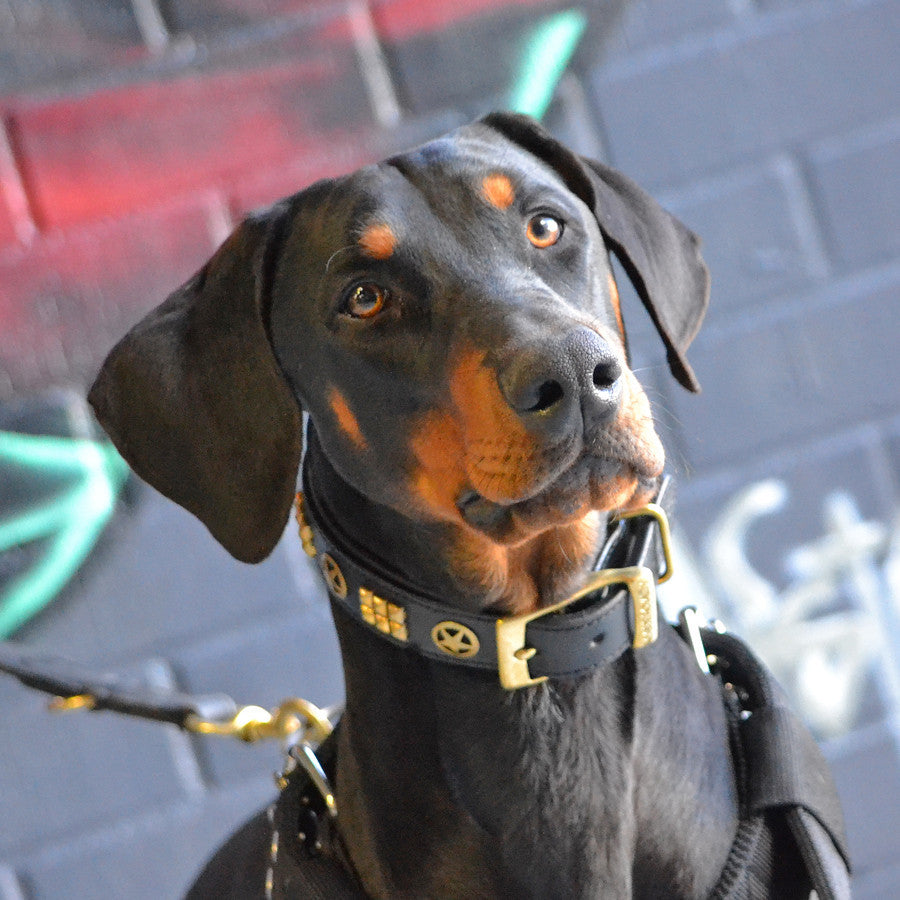 Dog Collar - Rogue Ranger Brass
