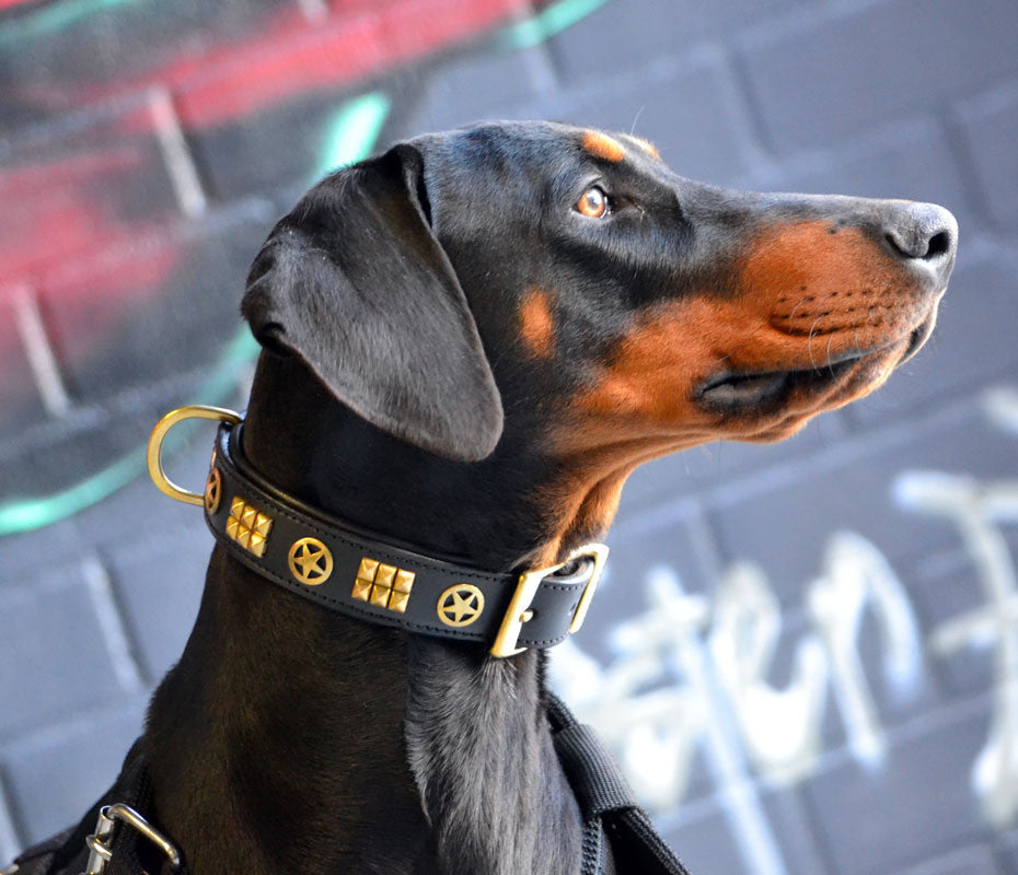 Dog Collar - Rogue Ranger Brass
