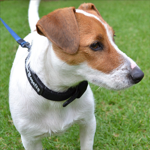 Dog Collar - SupaTuff Slimline