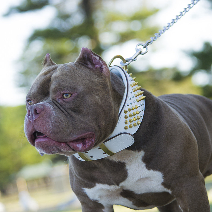 Dog Collar - ROGUE | ICED OUT