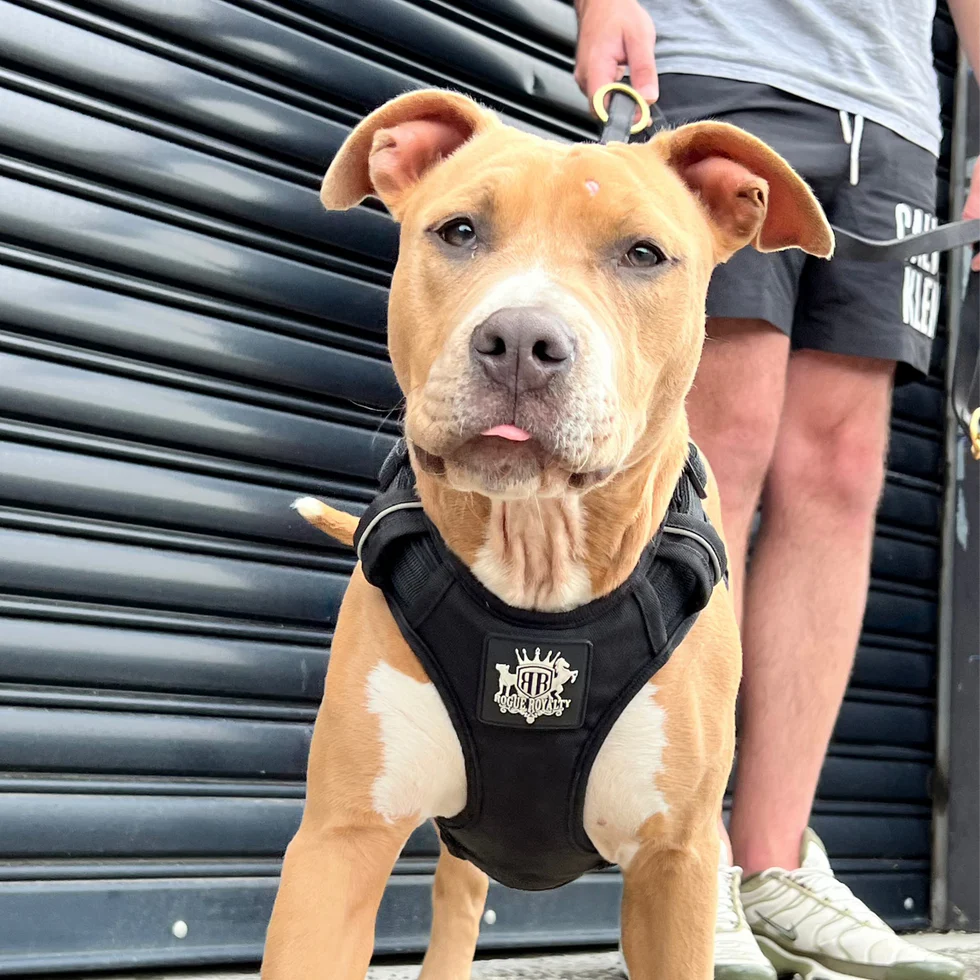 Active-X Dog Harness Black