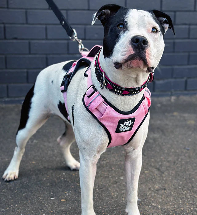 Active-X Dog Harness Pink