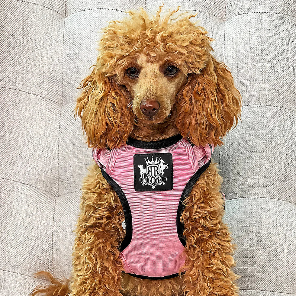Active-X Dog Harness Pink