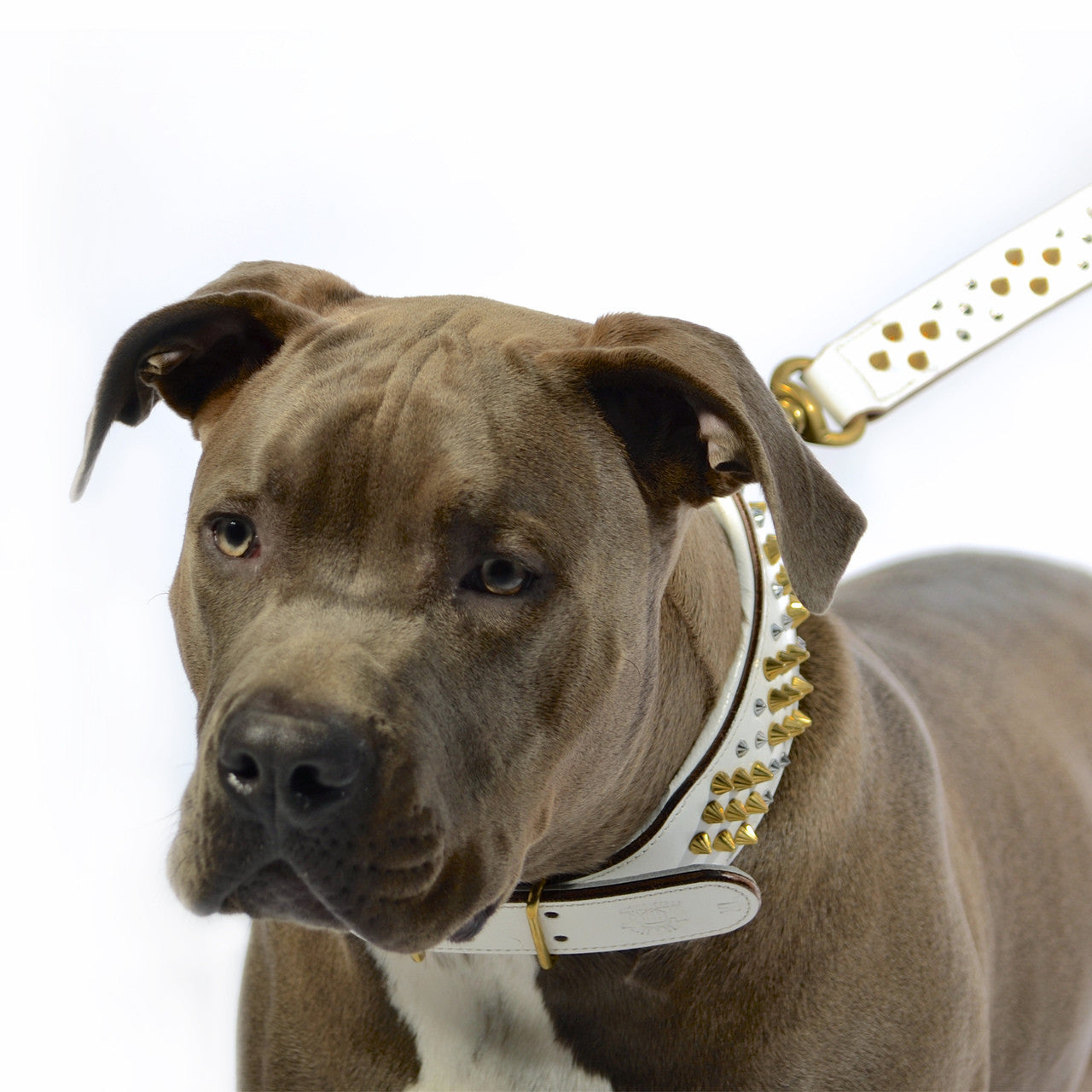 Dog Collar - ROGUE | ICED OUT