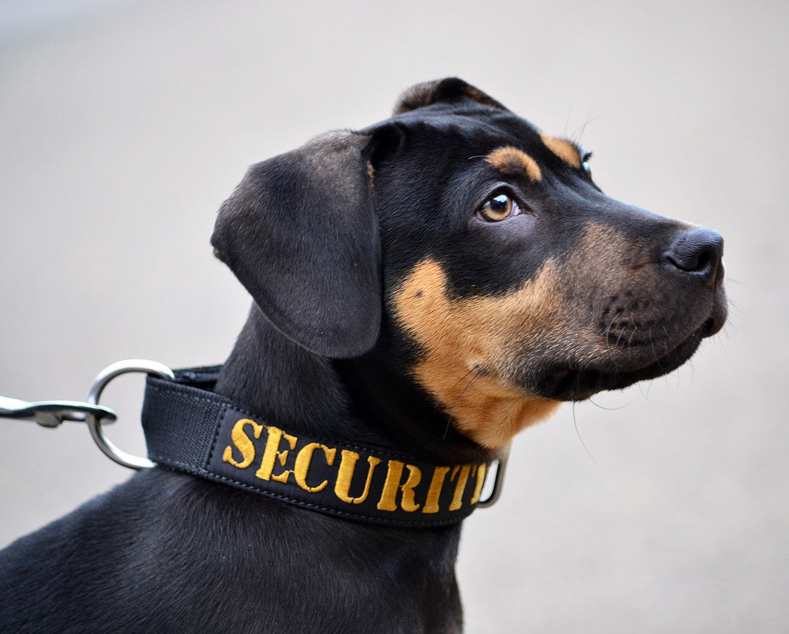 Dog Collar - SupaTuff "SECURITY" Slimline