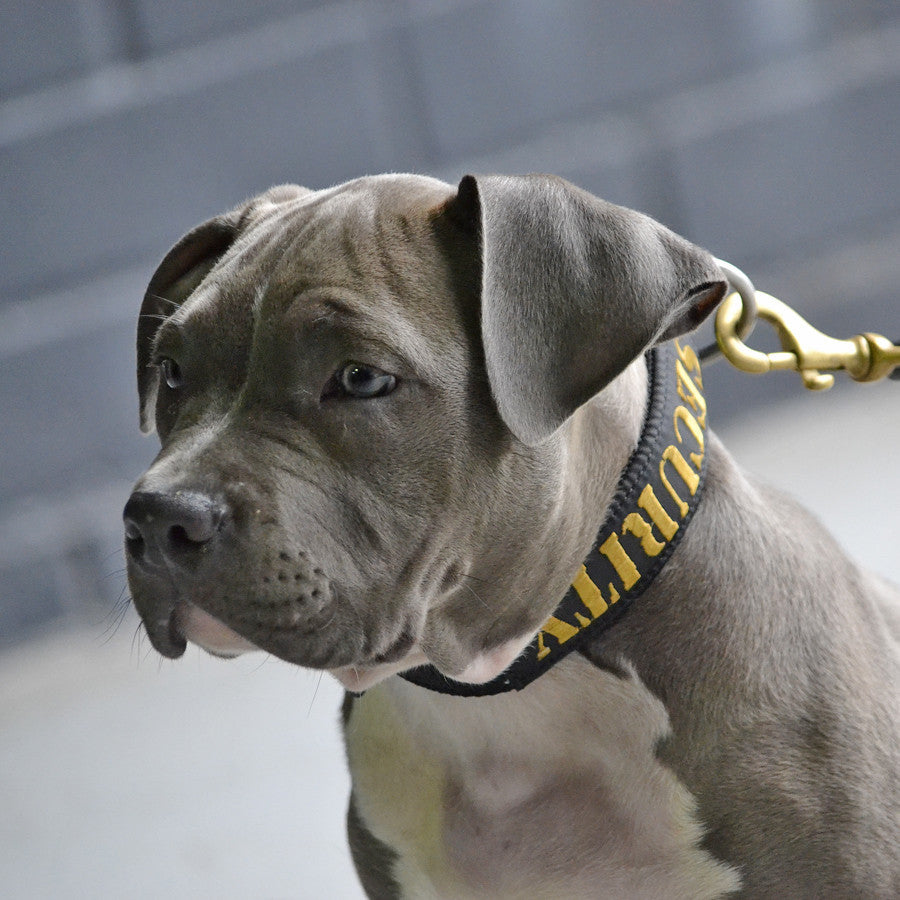 Dog Collar - SupaTuff "SECURITY" Slimline