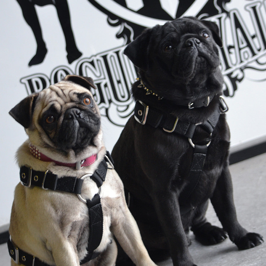 Dog Harness - SUPATUFF® Black Slimfit (2,5cm breed)