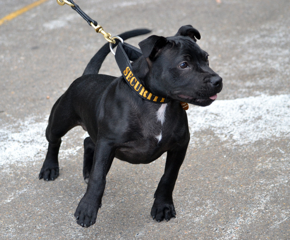 Dog Collar - SupaTuff "SECURITY" Slimline