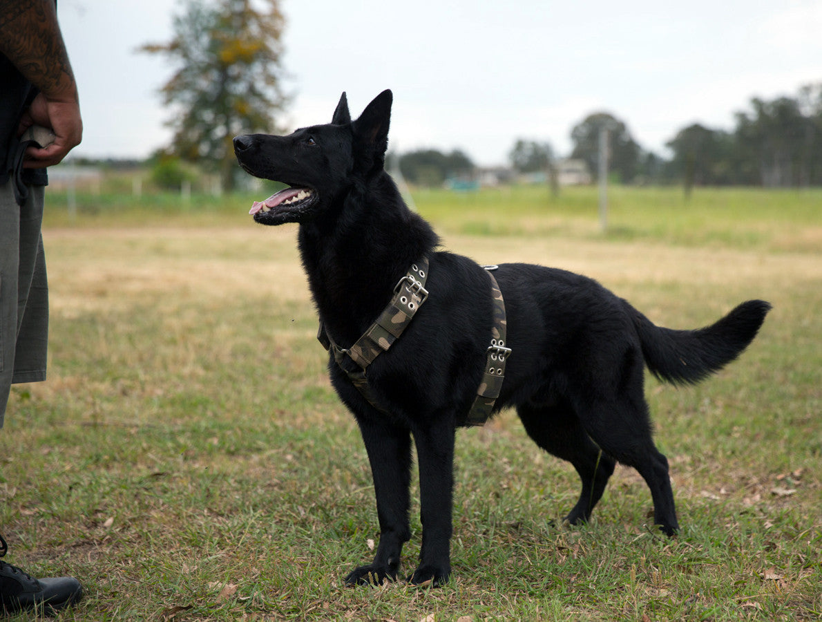 SUPATUFF® Heavy Duty Dog Harness Camo (5 cm breed)