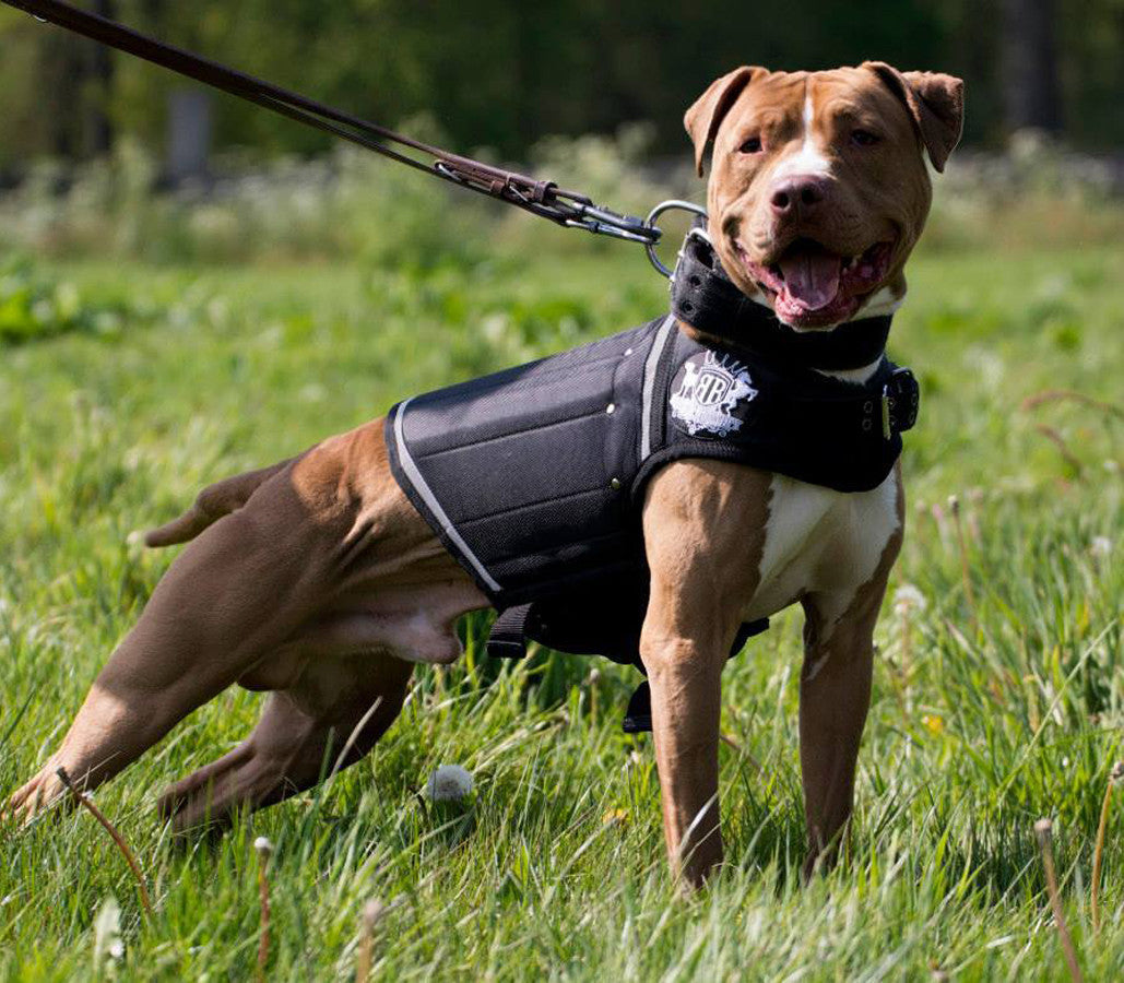 Rogue Royalty Canine Weight Vest - Black