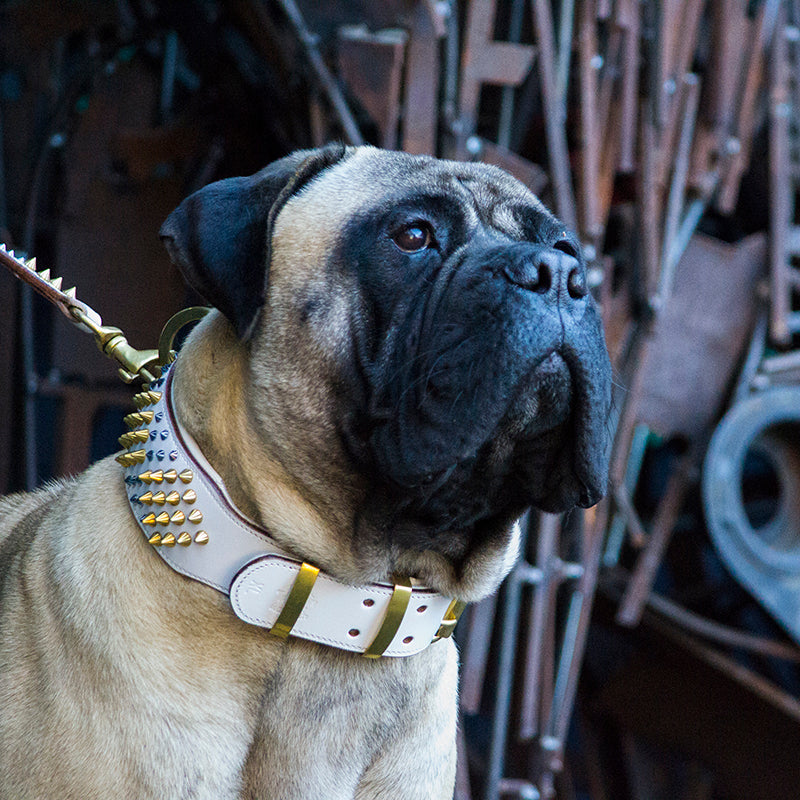 Leather and sale chain dog collar