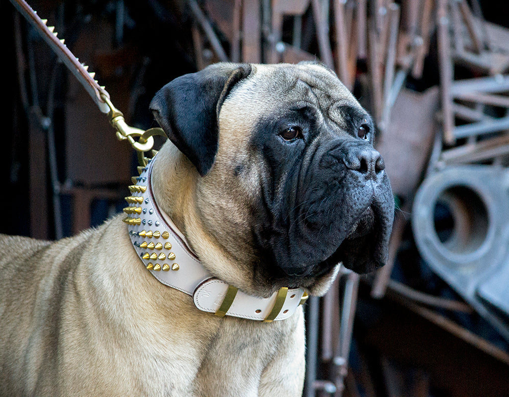 Dog Collar - ROGUE | ICED OUT