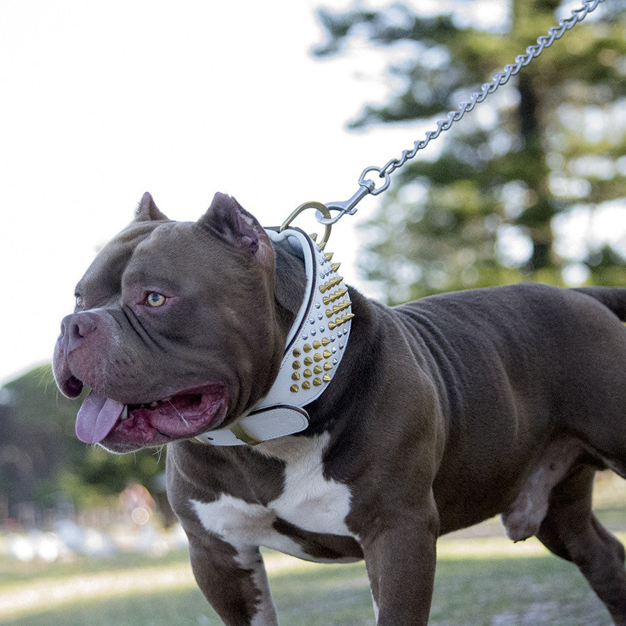 Dog Collar - ROGUE | ICED OUT